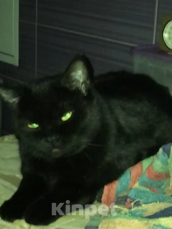 Кошки в Дмитрове: Отдам в добрые руки Девочка, Бесплатно - фото 4