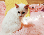Кошки в Санкт-Петербурге: Белая кошка ищет дом Девочка, 200 руб. - фото 2