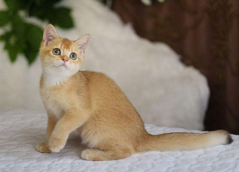 Объявление: Котёнок Британский, 11 000 руб., Волгодонск