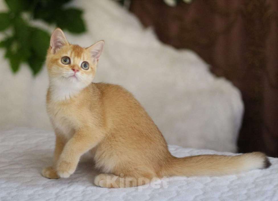 Кошки в Волгодонске: Котёнок Британский Девочка, 11 000 руб. - фото 1