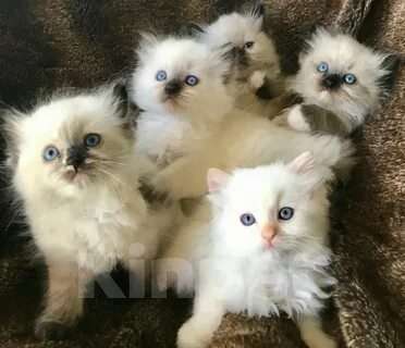 Кошки в Москве: Рэгдолл для Вас  Девочка, 45 000 руб. - фото 1