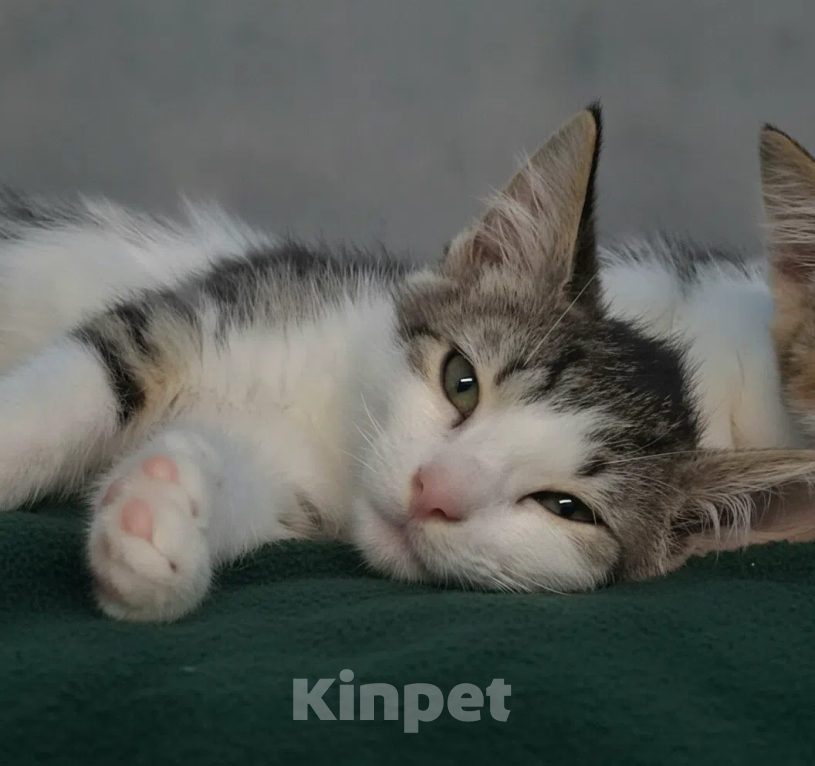 Кошки в Санкт-Петербурге: Ушастый котенок в добрые руки Мальчик, Бесплатно - фото 1