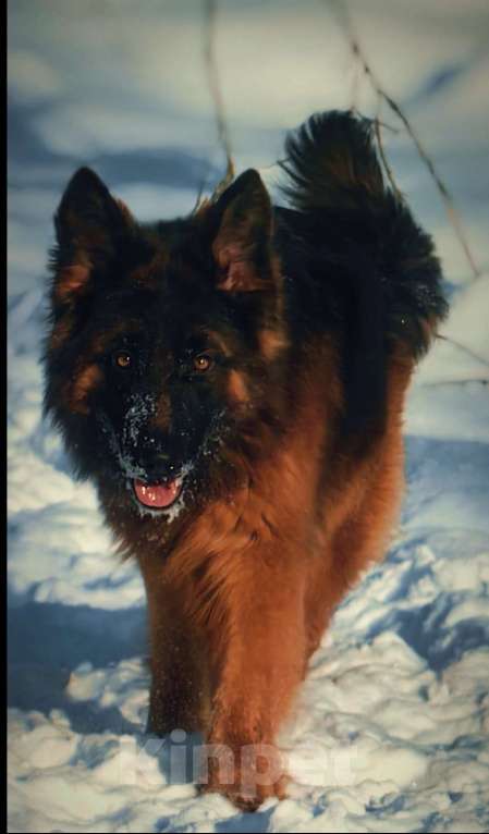 Собаки в Москве: Элитные щенки немецкой овчарки длиношерстные Девочка, 150 000 руб. - фото 6