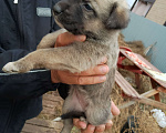 Собаки в Оренбурге: Маленький друг в дар  Мальчик, 1 руб. - фото 3