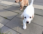 Собаки в Пятигорске: Такса кроличья ( брак см 8 меньше) пара девочек и мальчик Разнополые, 2 600 руб. - фото 1