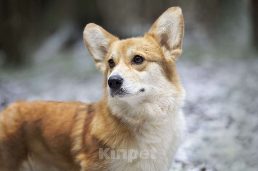 Собаки в Москве: Вельш корги пемброк девочка Девочка, 12 000 руб. - фото 5
