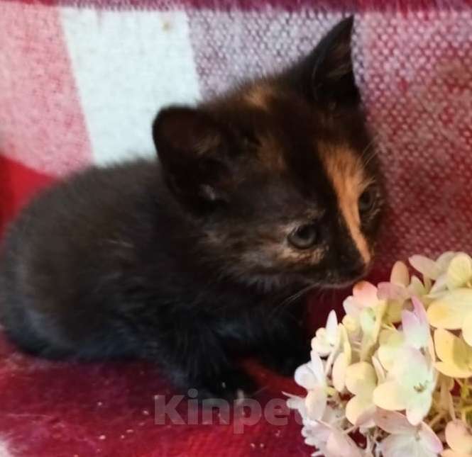 Кошки в Москве: Трехцветный котенок в дар Девочка, Бесплатно - фото 3