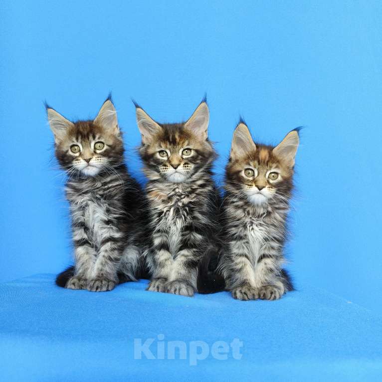 Кошки в Москве: Котята Мейн-Кун Девочки Девочка, 50 000 руб. - фото 4