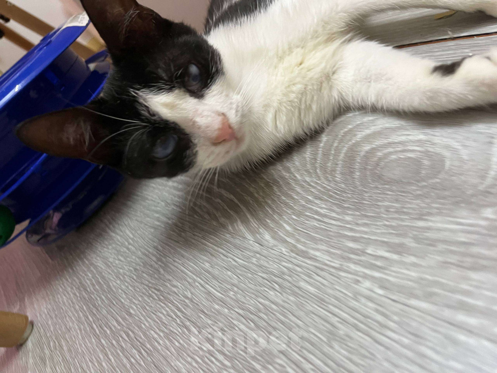 Кошки в Севастополе: Нежный котенок в поисках дома Девочка, Бесплатно - фото 5