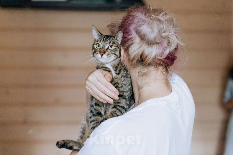 Кошки в Фрязино: котик Валли в добрые руки Мальчик, Бесплатно - фото 4