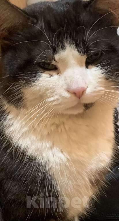 Кошки в Новосибирске: Отдам кота в добрые руки, был найден в конце марта Мальчик, Бесплатно - фото 4