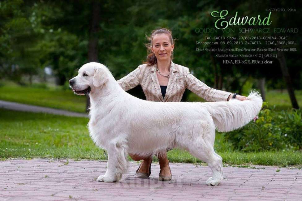 Собаки в других городах Челябинской области: Золотистый ретривер Мальчик, 90 000 руб. - фото 8