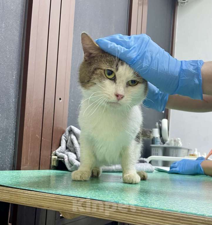 Кошки в Москве: Барсук- обаяшка и кот Мальчик, Бесплатно - фото 4