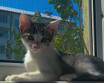 Кошки в Пятигорске: Лапка Девочка, Бесплатно - фото 1
