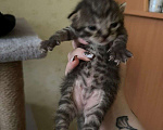 Кошки в других городах Башкортостана: Продаю котят Девочка, 1 000 руб. - фото 3
