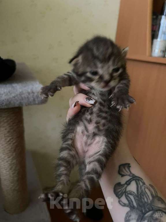 Кошки в других городах Башкортостана: Продаю котят Девочка, 1 000 руб. - фото 3
