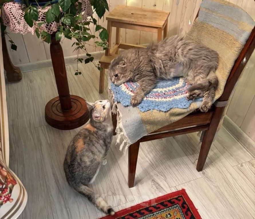 Кошки в Москве: Пушистая вислоушка Гресси. Кошка в добрые руки. Девочка, Бесплатно - фото 9