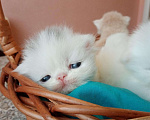 Кошки в Хасавюрте: Персидские котята, 12 000 руб. - фото 4