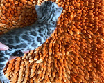 Кошки в Острогожске: Бенгальские котята редкого окраса, 5 000 руб. - фото 8