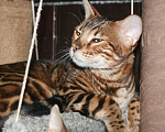 Кошки в Нижнем Новгороде: Бенгальский котенок (котик) Мальчик, 15 000 руб. - фото 6
