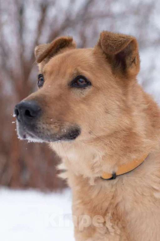 Собаки в Москве: Интеллигент Мартин в поисках любящей семьи, 6 лет Мальчик, 1 руб. - фото 4