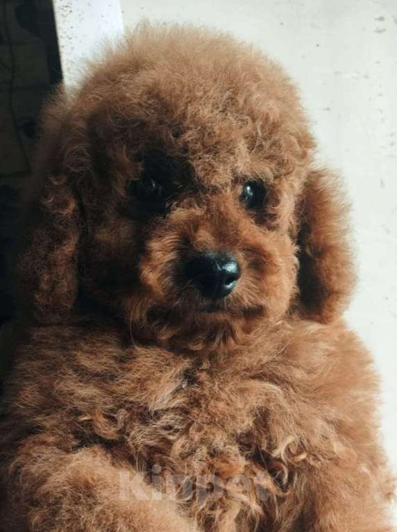 Собаки в Москве: Той пудель щенок Мальчик, Бесплатно - фото 1