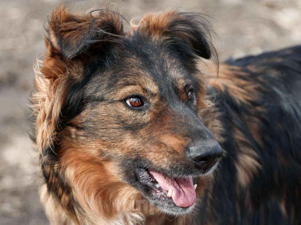 Собаки в Москве: Собака из приюта в добрые руки Девочка, 99 руб. - фото 4