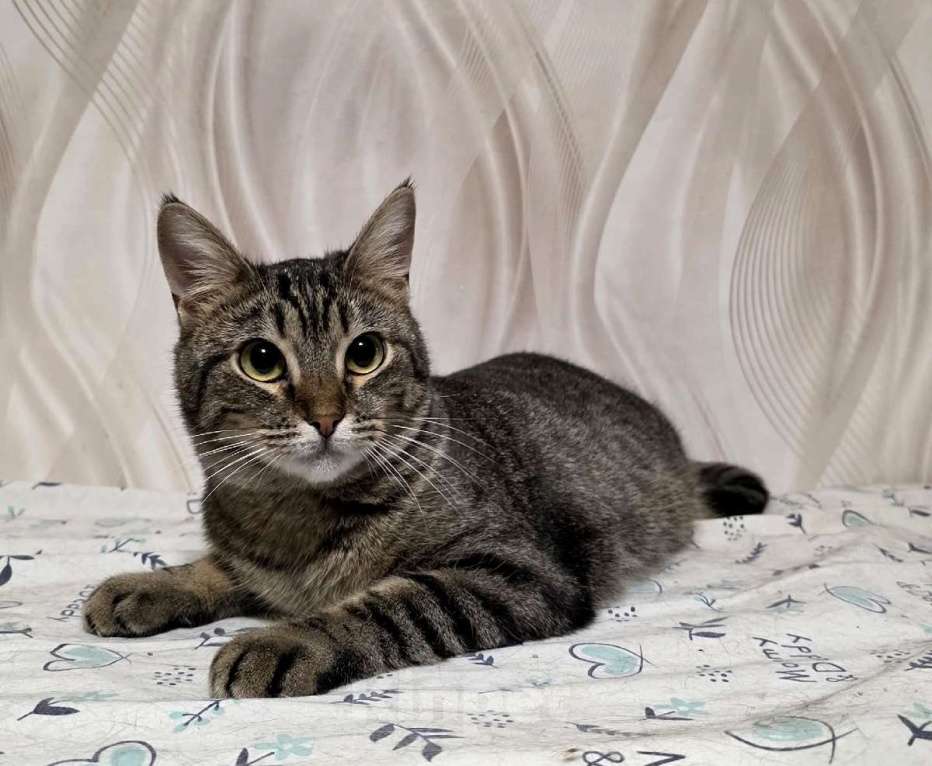 Кошки в Санкт-Петербурге: Красавица Рыся в добрые руки. Девочка, Бесплатно - фото 2