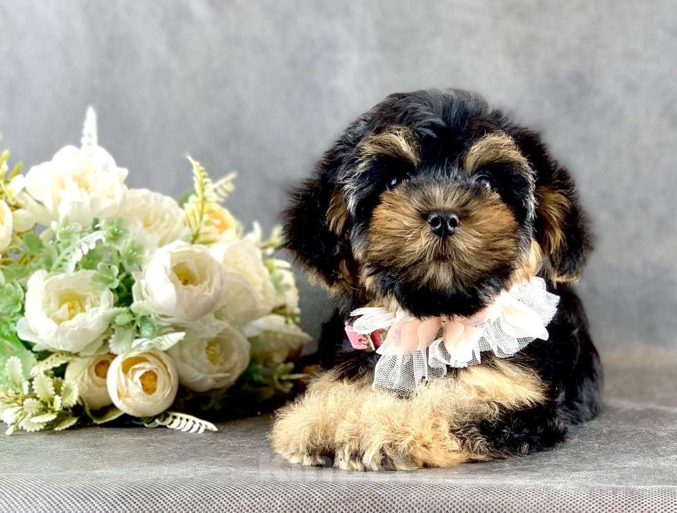 Собаки в Москве: Йоркипу мимишные малыши Девочка, 25 000 руб. - фото 2