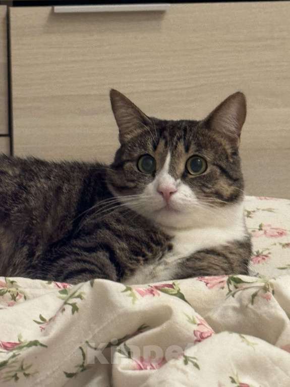 Кошки в Санкт-Петербурге: Потерялась кошка  Девочка, 20 000 руб. - фото 2