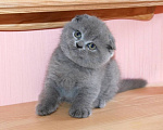 Кошки в Брянске: Шотландские котята  Девочка, 5 000 руб. - фото 1
