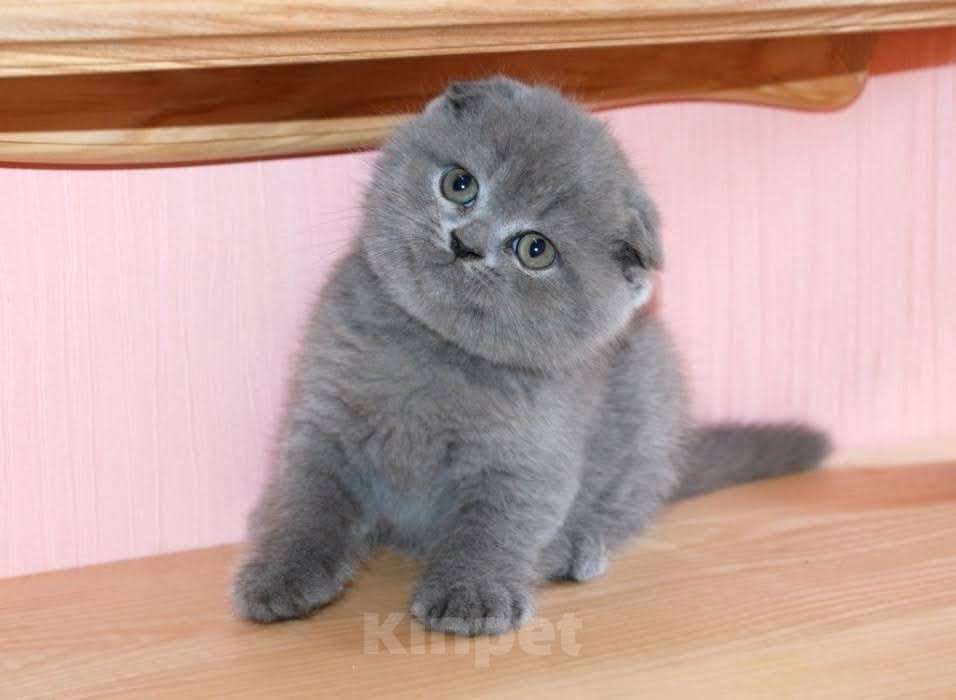 Кошки в Брянске: Шотландские котята  Девочка, 5 000 руб. - фото 1