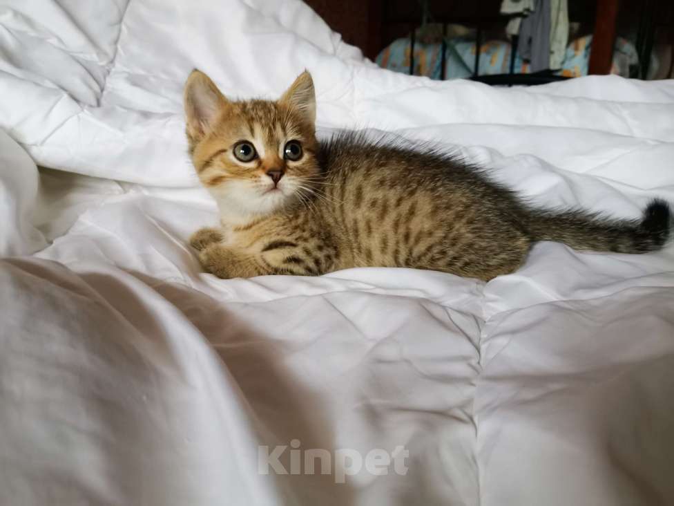 Кошки в Москве: Британские котята  Мальчик, 12 000 руб. - фото 2