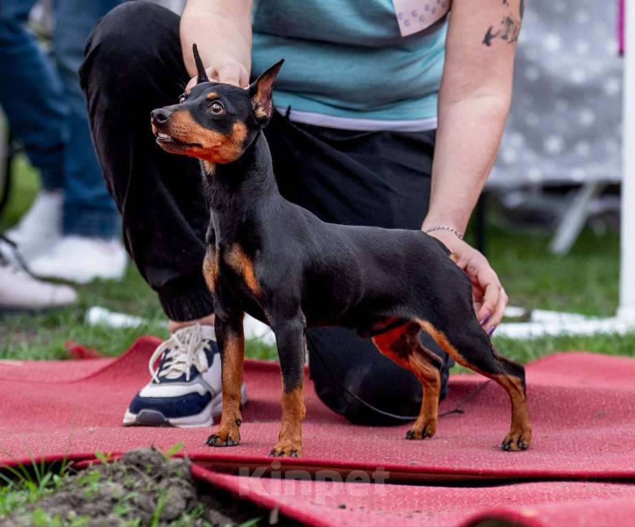 Собаки в Краснодаре: Щенок цвергпинчер Мальчик, 65 000 руб. - фото 3