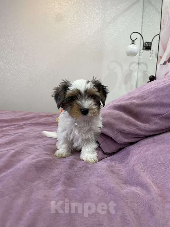 Собаки в Дзержинске: Щенки бивер-йорка Разнополые, 25 000 руб. - фото 4