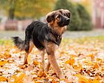Собаки в Москве: Щенок в добрые руки Девочка, 10 руб. - фото 2