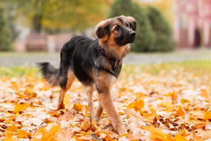 Собаки в Москве: Щенок в добрые руки Девочка, 10 руб. - фото 2