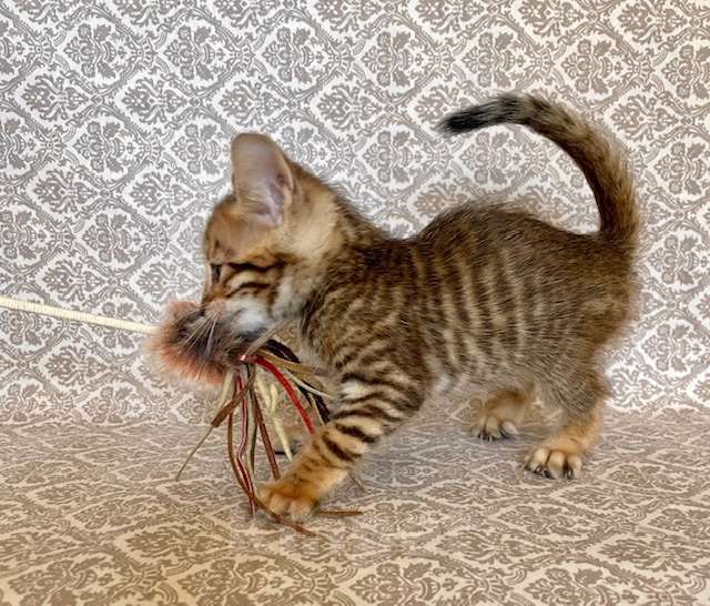 Кошки в Москве: котята породы тойгер Мальчик, Бесплатно - фото 3