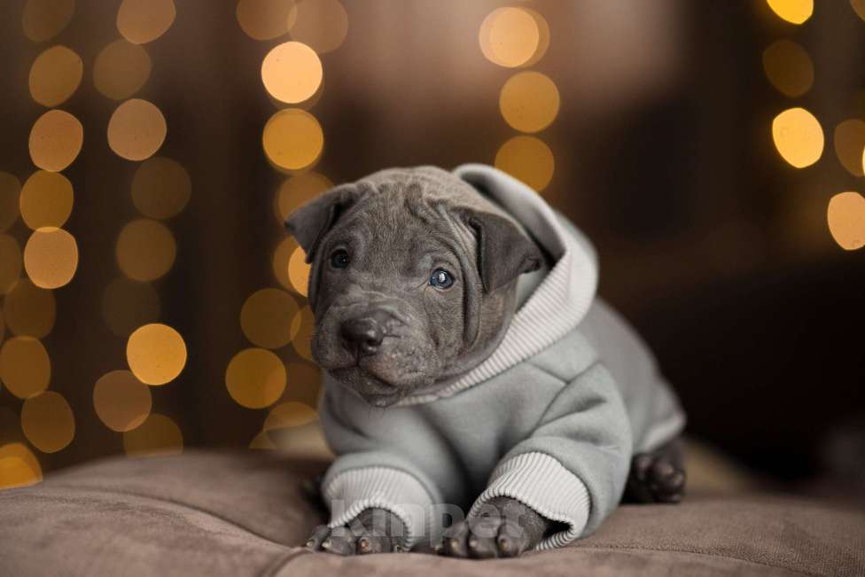 Собаки в Санкт-Петербурге: Тайский риджбек. Щенок Мальчик, 140 000 руб. - фото 1