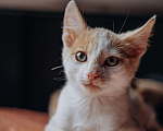Кошки в Москве: Котята Симба и Пуфик ищут дом! Мальчик, Бесплатно - фото 6