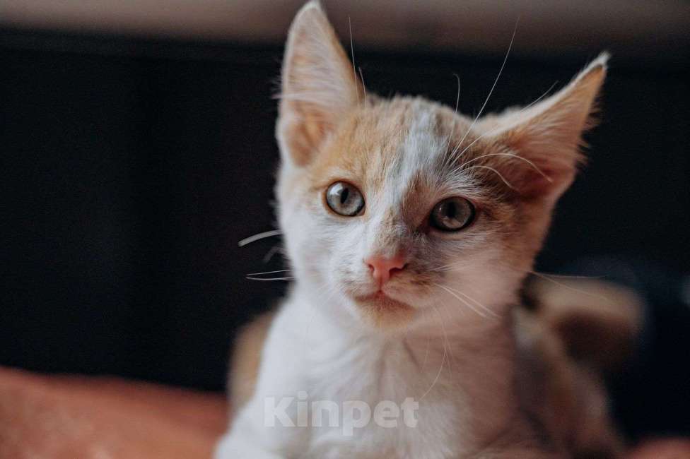 Кошки в Москве: Котята Симба и Пуфик ищут дом! Мальчик, Бесплатно - фото 6