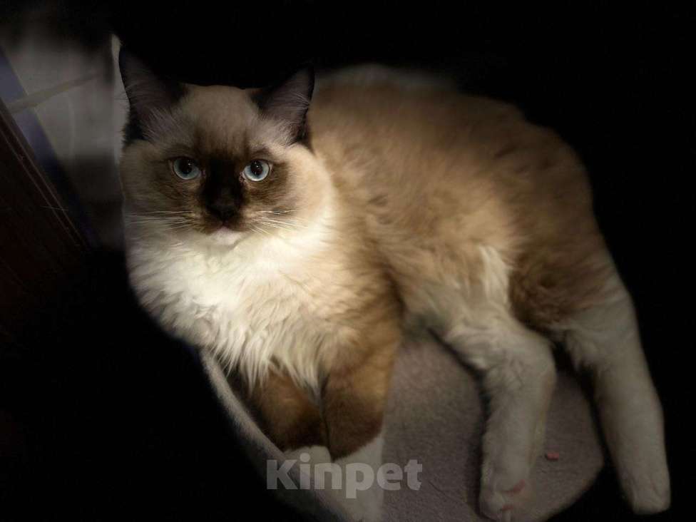 Кошки в Московском: котята рэгдолл Мальчик, 75 000 руб. - фото 8