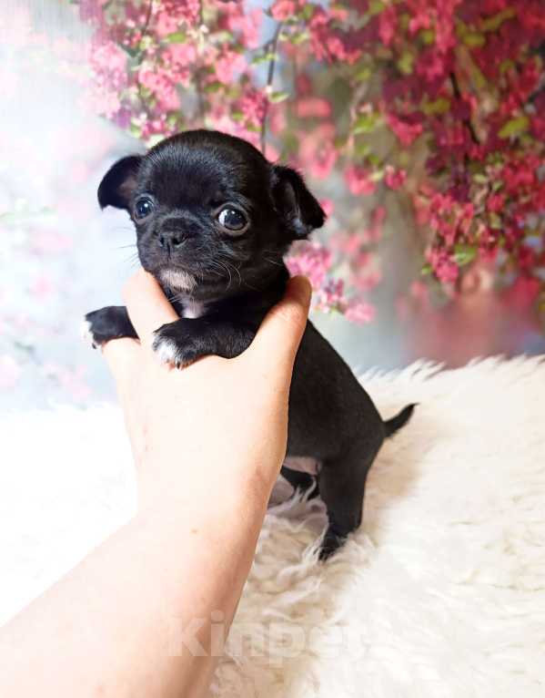 Собаки в Москве: Черная жемчужина Девочка, 75 000 руб. - фото 1