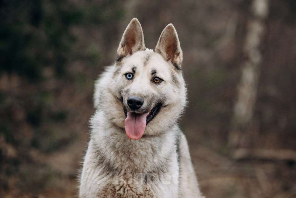Собаки в других городах Московской области: Молоденькая хасочка, томится в вольере приюта Девочка, Бесплатно - фото 2