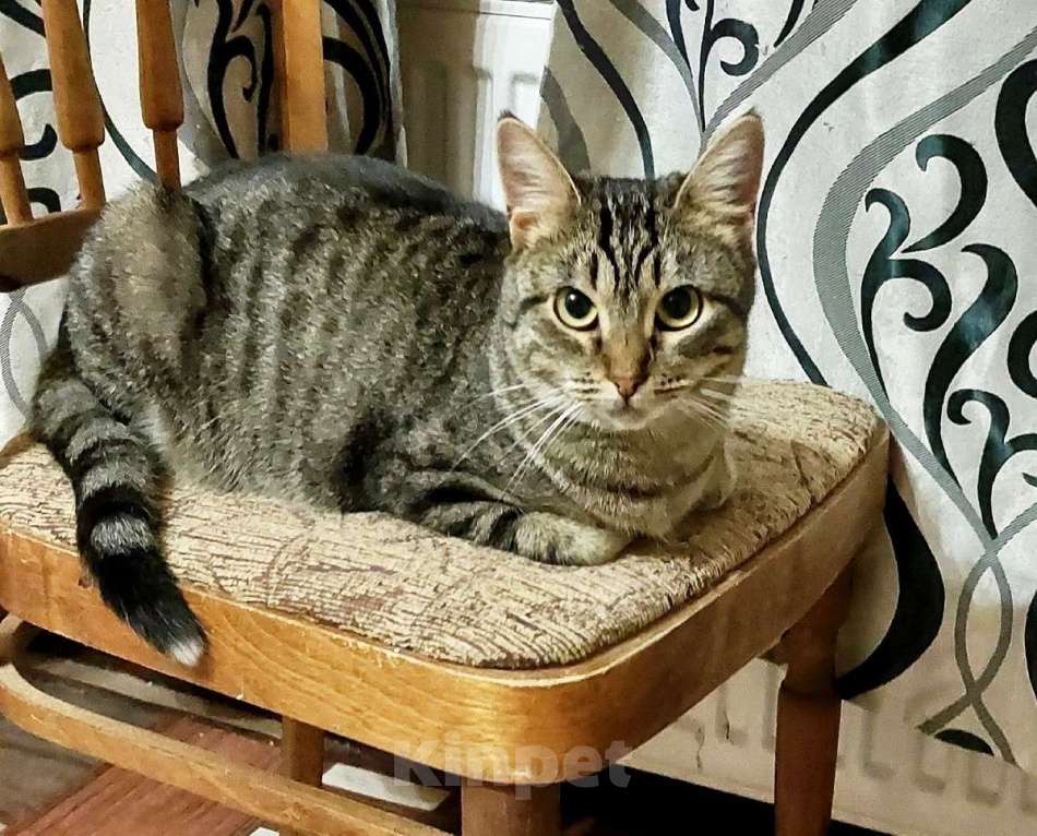 Кошки в Санкт-Петербурге: Красавица Рыся в добрые руки. Девочка, Бесплатно - фото 3