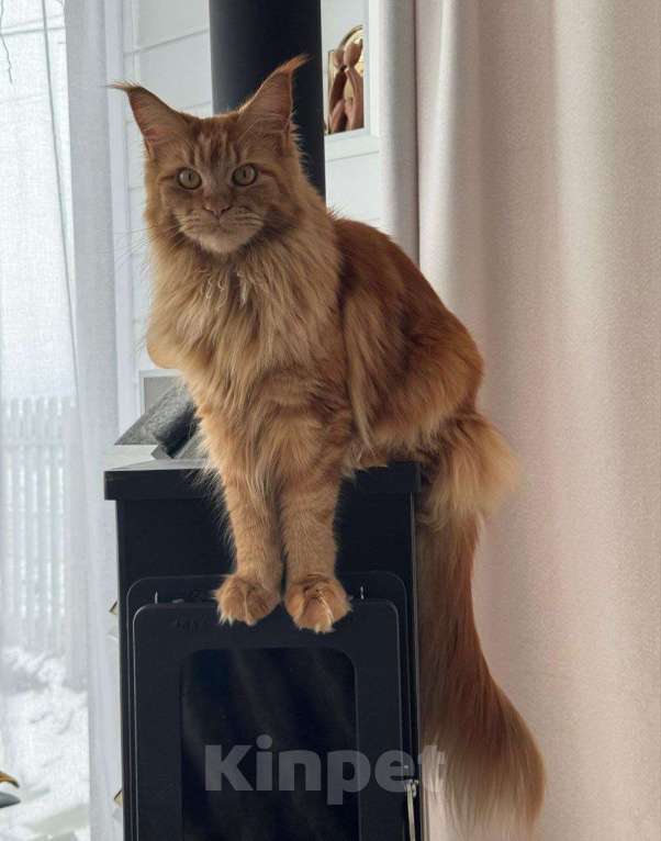 Кошки в Санкт-Петербурге: Мейн-кун кошечка Девочка, Бесплатно - фото 6