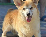 Собаки в Самаре: Вельш-корги пемброк Мальчик, 20 000 руб. - фото 2