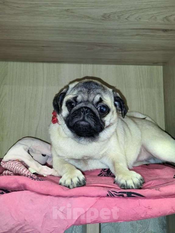 Собаки в Новосибирске: Девочка подросток 6 месяцев Девочка, 25 000 руб. - фото 4