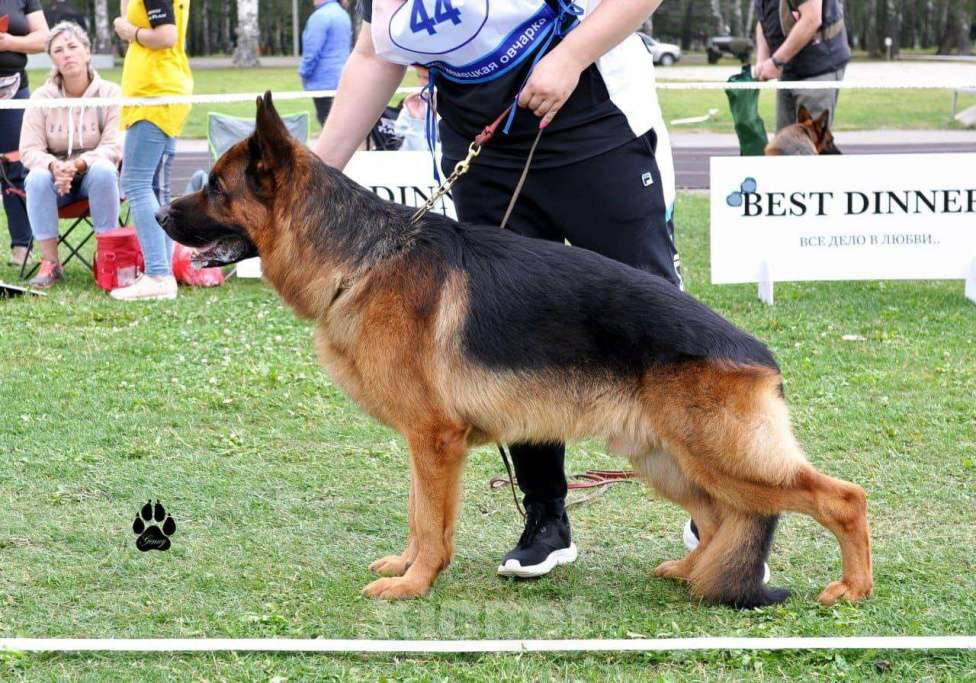 Собаки в Иркутске: Немецкая овчарка Девочка, 50 000 руб. - фото 8
