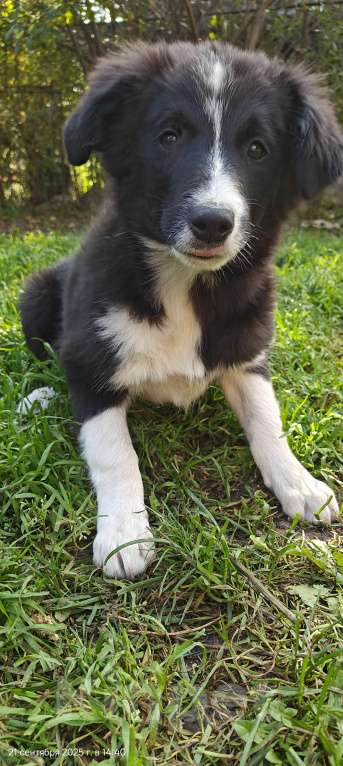 Собаки в Новосибирске: Премиальные щенки Бордер Колли от титулованных родителей  Девочка, Бесплатно - фото 8